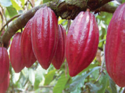 Photos of Tree Chocolate Tour