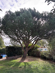 Photo n°31 de Robert Élagage 31 à Cugnaux (Service d'élagage)