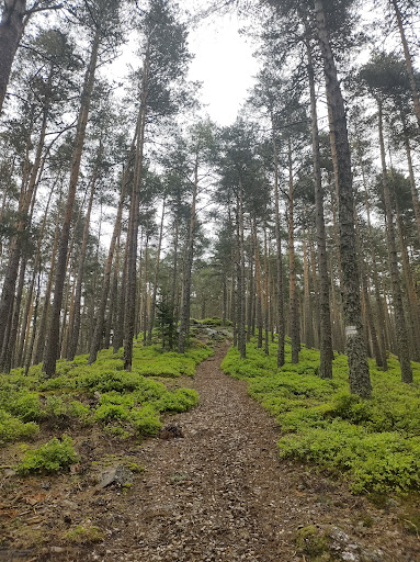 Rocher du Koenigsstuhl - Thumbnail