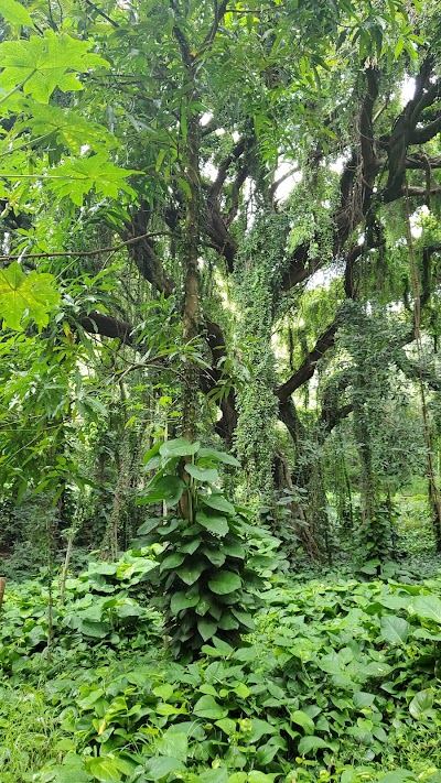 Honolua Park