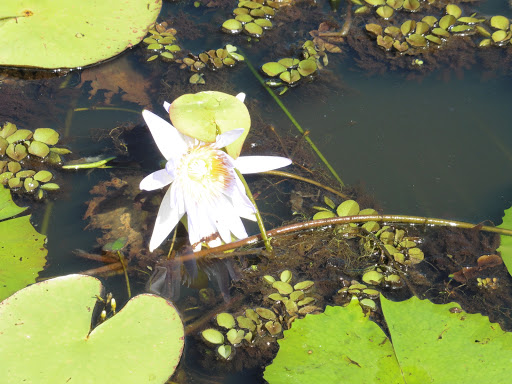 Mapleton Lilyponds - Thumbnail