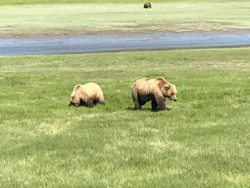 Alaska Bear Viewing Tours - Thumbnail