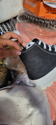 Fresh Kicks Tintoreria de Tenis - Thumbnail