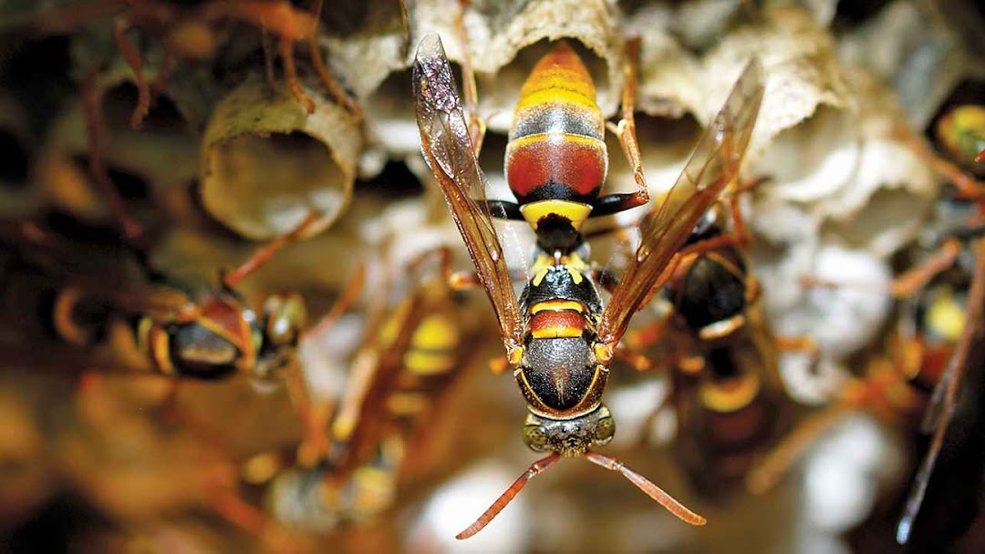 Gladiator Pest Control Pest Control Service