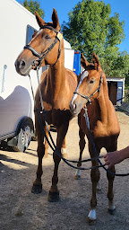 Photo n°14 de Elevage du Colombier de la Montagne Noire à Labécède-Lauragais (Éleveur)