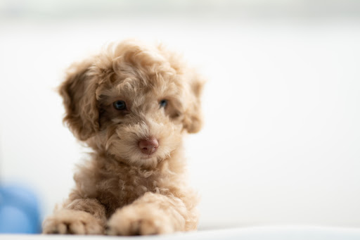 Christopher Carter Veterinary Surgery - United Kingdom