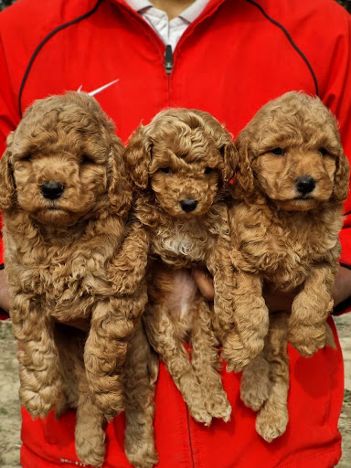 Toy poodle puppies available in Lucknow, for more details please call or whatsapp me... post image