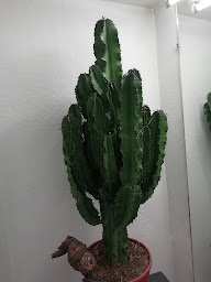 Photo n°47 de CACTUS CRÉATION à Saint-Chamond (Fleuriste)