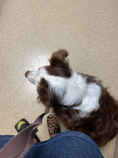 Shelby Veterinary Service, P.C. - Thumbnail