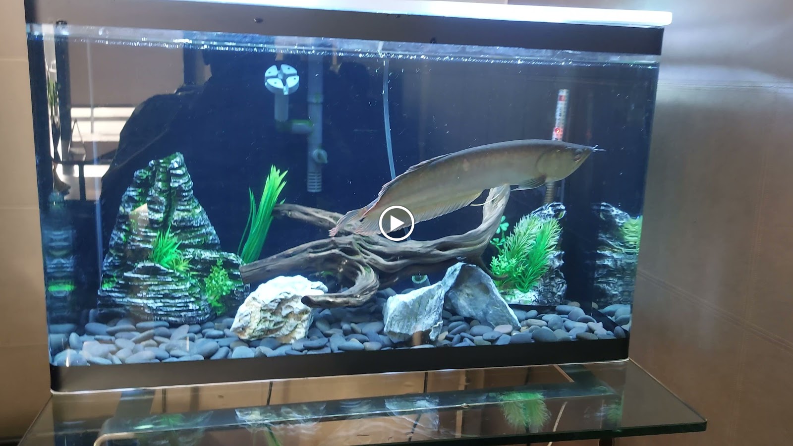 Tamam aquarium - صورة 3