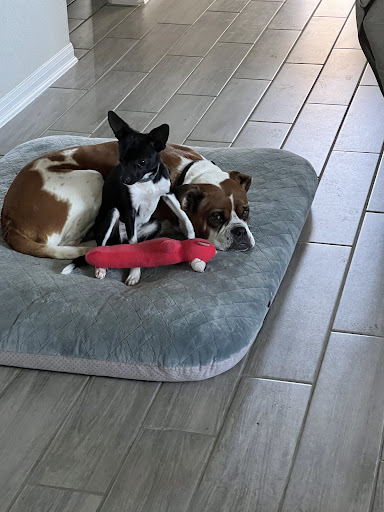 Galveston County Animal Services - Thumbnail