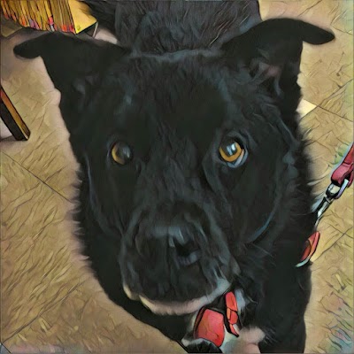 Photos of Monon Animal Hospital