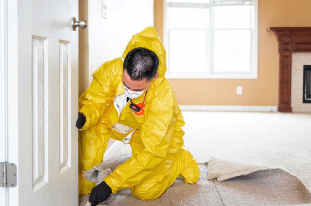 The Mold Removers photo