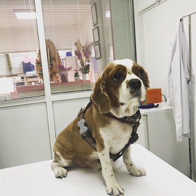 Vet Health Veteriner Kliniği