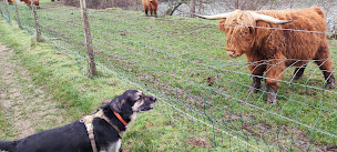 Photo n°11 de Purement Canin à Aunay-sous-Crécy (Dresseur pour chiens)