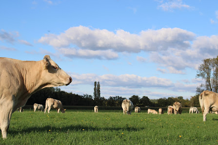 Natuurhuisje 't Hoogbos De Berg 7, 4721 SG Schijf, Nederland