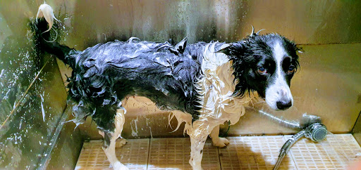 Absolute Dogs Gallery - United Kingdom