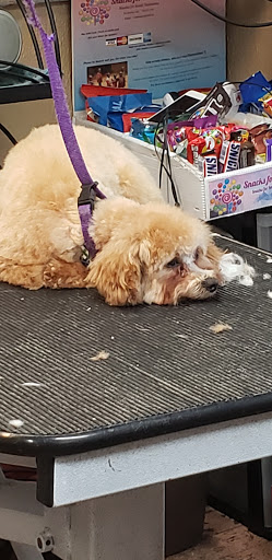 Man's Best Friend Inc