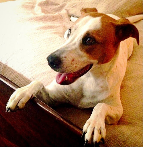 PetSuites Braselton - Thumbnail