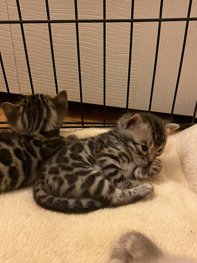 Lovin My Bengals - Thumbnail