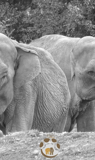 Photo de Elephant Haven European Elephant Sanctuary (EHEES) à Bussière-Galant (87230)