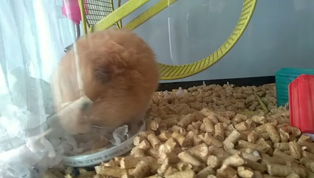 Avaliações sobre Veterinária Animais Silvestres em Curitiba - Veterinário