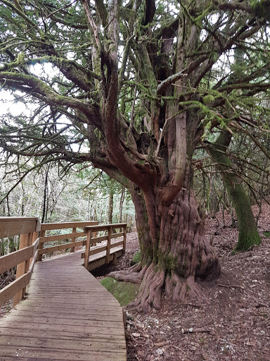 Bosque de Tejedelo - Visual