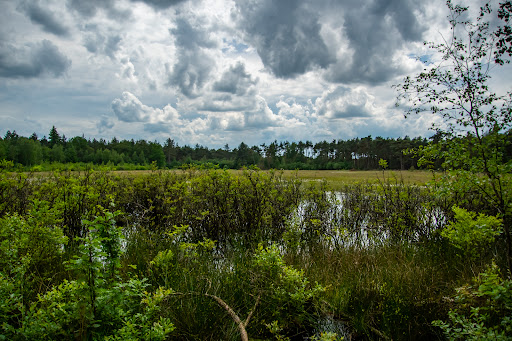 Wandelroute Boswandeling Spier-Dwingelderveld