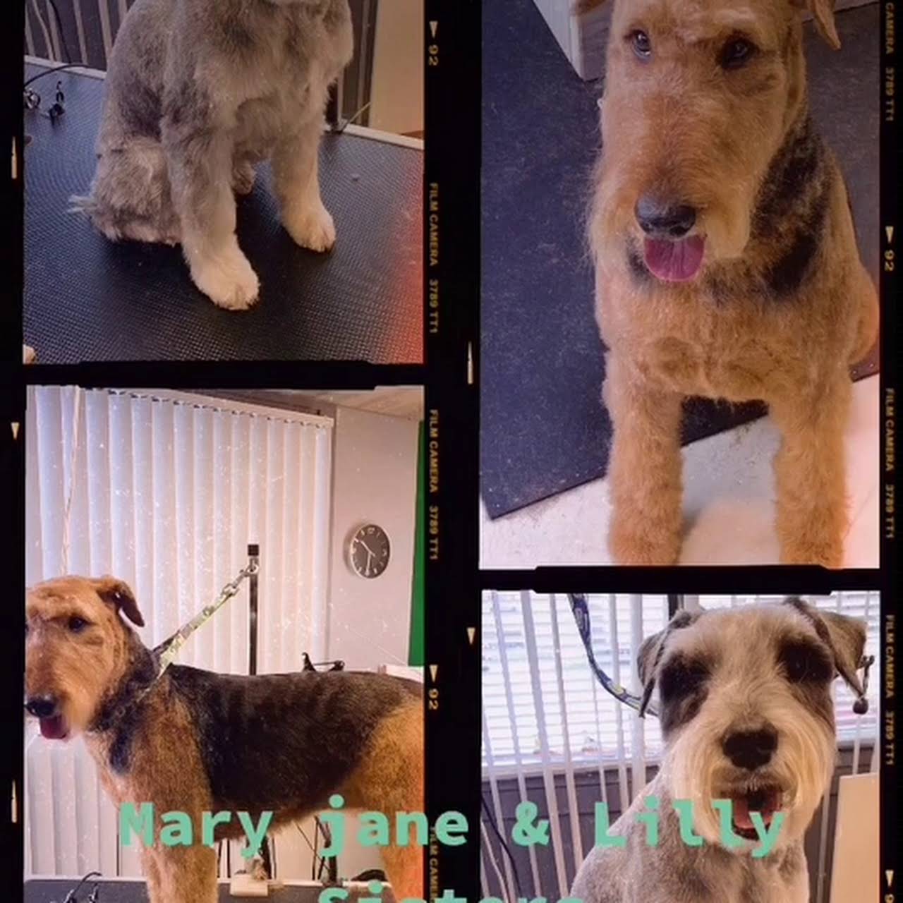 Groomer Pet Groomer in Niagara Falls