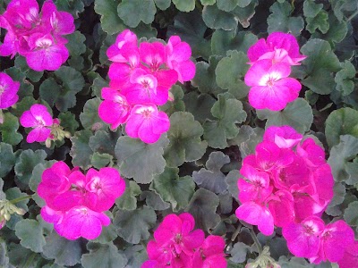 Photos of Villaplants Costa Rica SRL