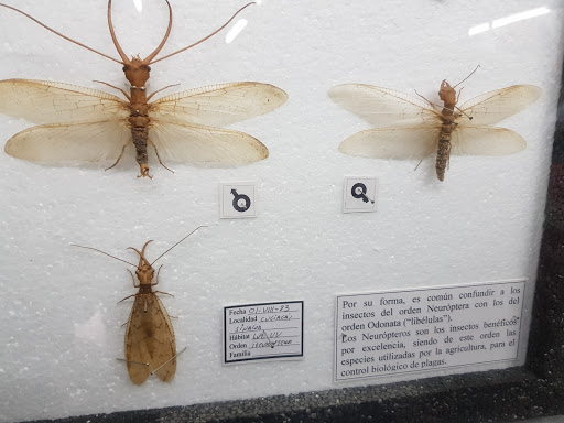 Insectaria - Visual