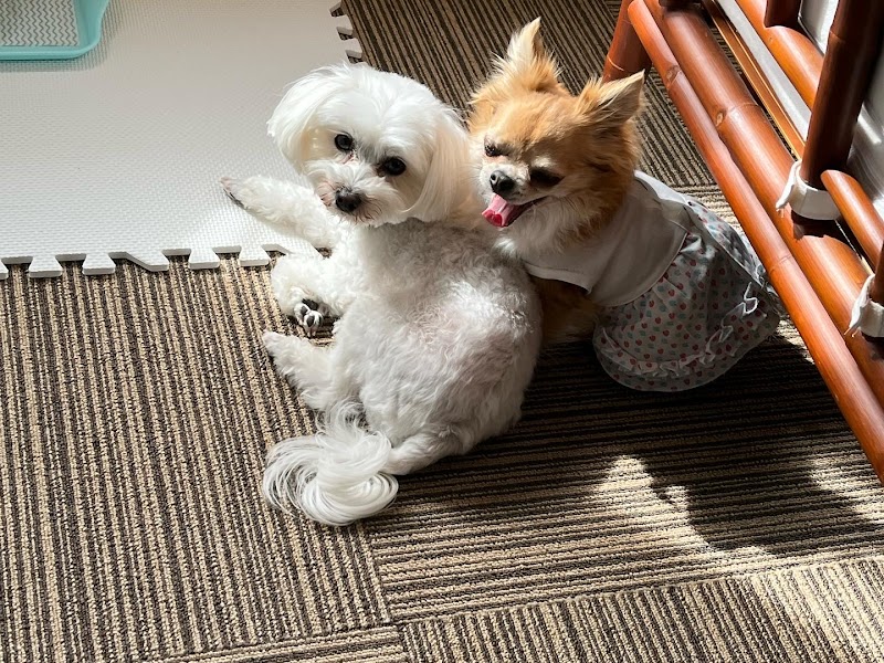 ドッグカフェ Lu Ang (ルアン)