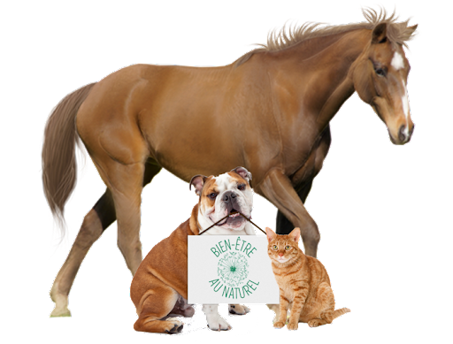 AnimOpathe - Naturopathe pour animaux - Bien-être animal - Limonest - Les Monts d'Or - Lyon - Rhône - France