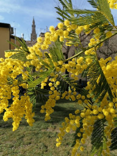 Giardino di Borgo Allegri - Thumbnail