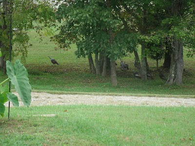 Ballyhoo Family Campground