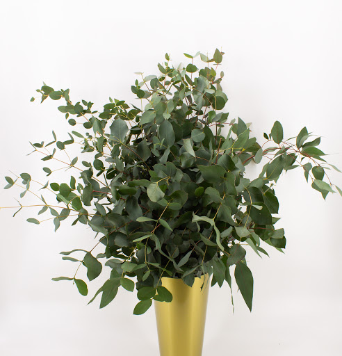 Gradyflor - Visual