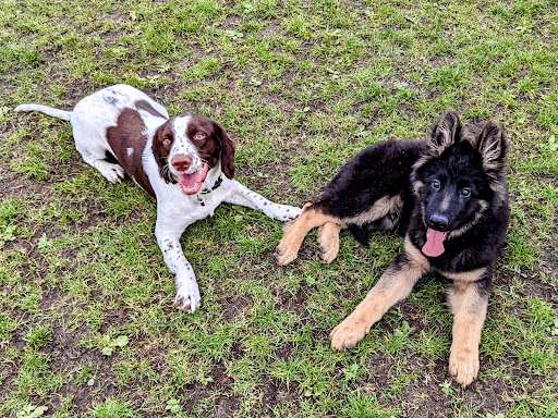 The K9 Barn - Thumbnail
