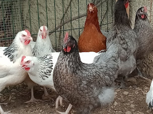 Photo n°2 de Domestik Park. Vente de poules pondeuses, cailles et oeufs 04700 La Brillanne à La Brillanne (Magasin d'articles pour animaux)