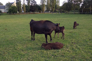 Photo n°2 de Ferme de la Basse Rivière à Planquery (Producteur de bétail)