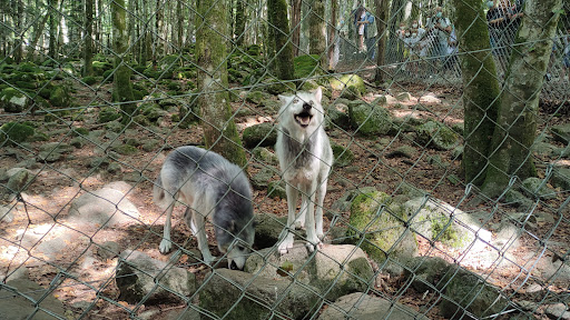 The House of Wolves - Thumbnail