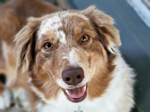 Photo n°21 de Élevage du chemin d'ava à Le Vignau (Éleveur de chiens)