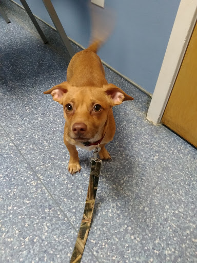 Leland Veterinary Hospital - Thumbnail
