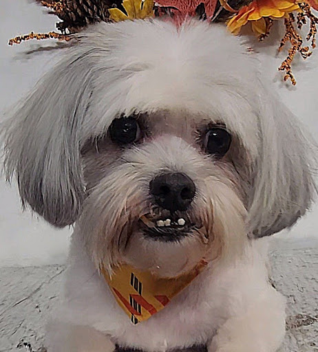 B-Stylin' Pets Mobile Salon llc. - Thumbnail