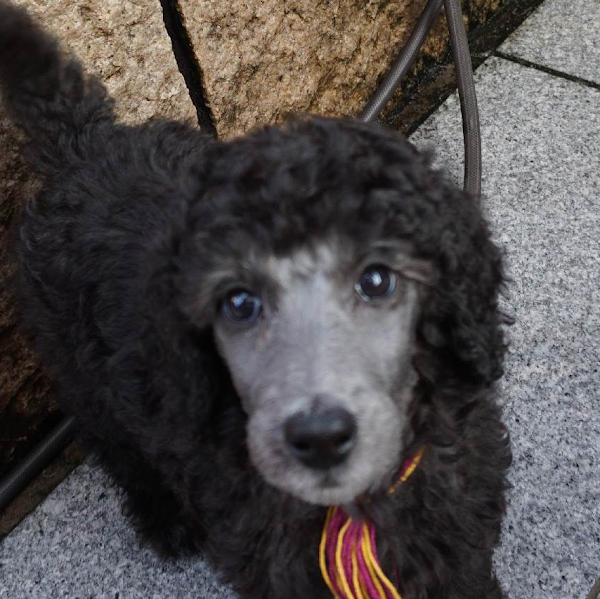 スタンダードプードル専門 フランソワ王国