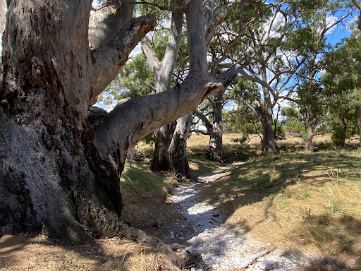 Towitta Campground - Thumbnail