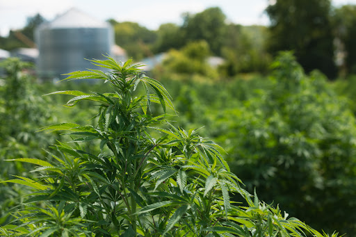 Minny Grown - Thumbnail