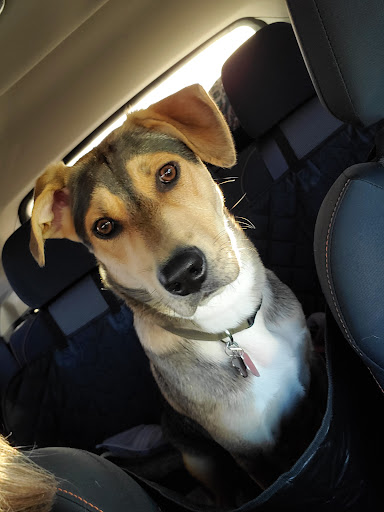 Tiny Miracles Petcare - Visual