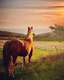 Photo n°48 de EMBRUNS D'HERBE SLOW CAMP à Plogoff (Hôtel bien-être)