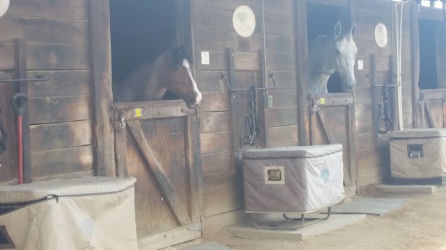 Sycamore Trails Stables