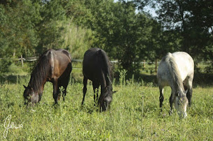 Photo n°3 de Domaine du Vallon à Saint-Jean-de-Cornies (Éleveur de chevaux)